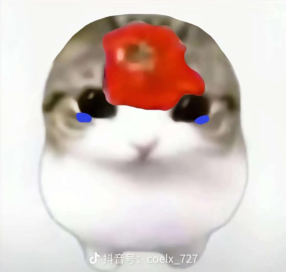 1.苹果视频教程